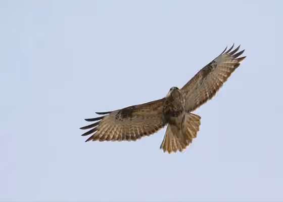 Dokumentasi Buteo refectus