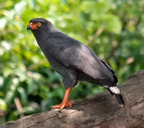 Dokumentasi Buteogallus schistaceus