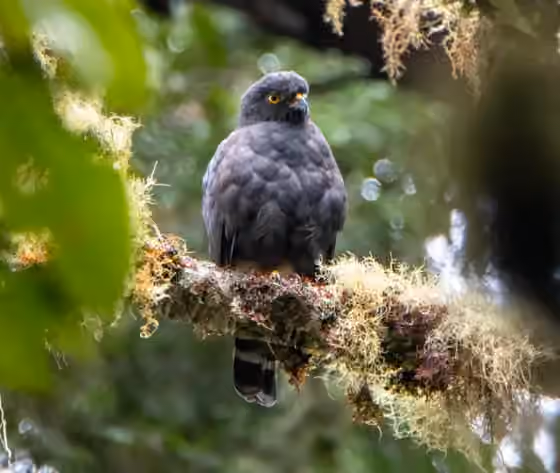 Dokumentasi Parabuteo leucorrhous