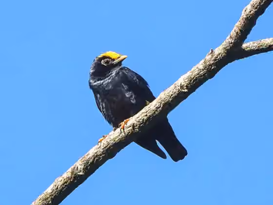 Dokumentasi Ampeliceps coronatus