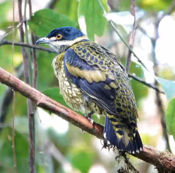 Dokumentasi Ampelioides tschudii
