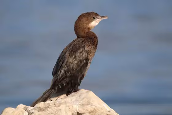 Dokumentasi Microcarbo pygmaeus