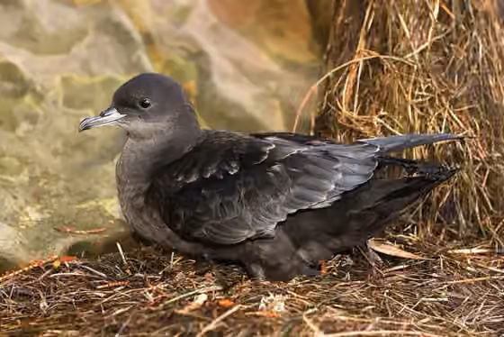 Dokumentasi Ardenna tenuirostris