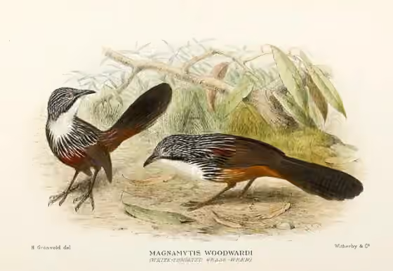 Ilustrasi Amytornis woodwardi