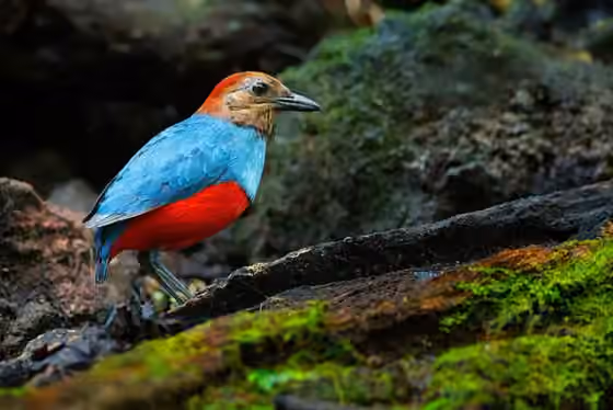 Dokumentasi Erythropitta rufiventris