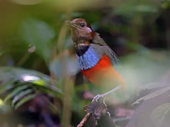 Dokumentasi Erythropitta rubrinucha