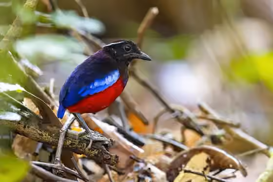 Dokumentasi Erythropitta ussheri