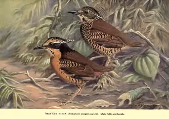 Ilustrasi Hydrornis phayrei