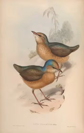 Ilustrasi Hydrornis nipalensis