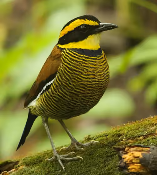 Dokumentasi Hydrornis guajanus