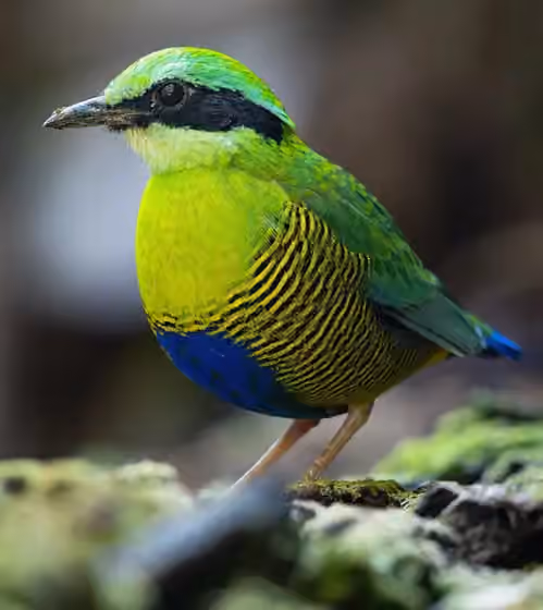 Dokumentasi Hydrornis elliotii
