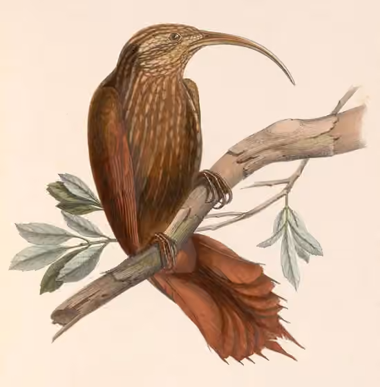 Ilustrasi Drymotoxeres pucheranii