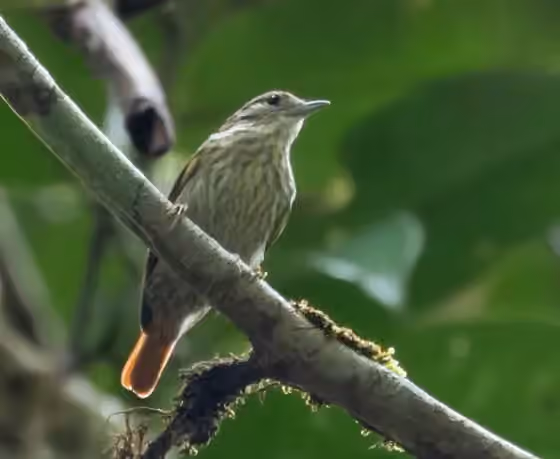 Dokumentasi Microxenops milleri