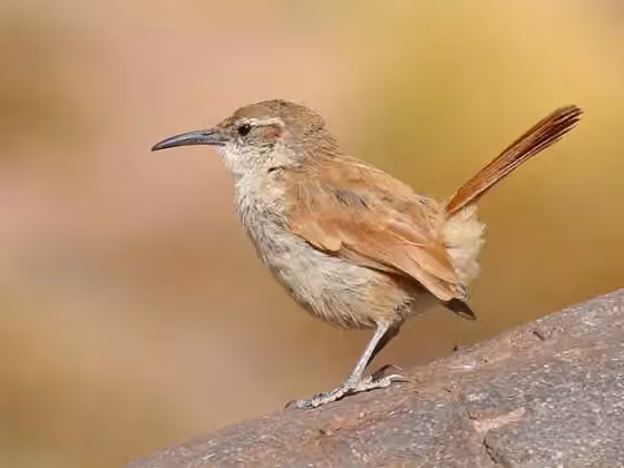 Dokumentasi Ochetorhynchus andaecola