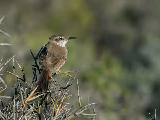 Dokumentasi Ochetorhynchus phoenicurus