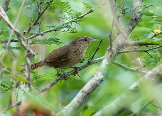 Dokumentasi Phacellodomus maculipectus