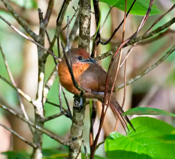 Dokumentasi Phacellodomus ferrugineigula