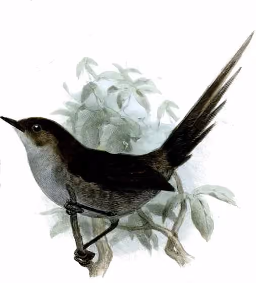 Ilustrasi Asthenes griseomurina