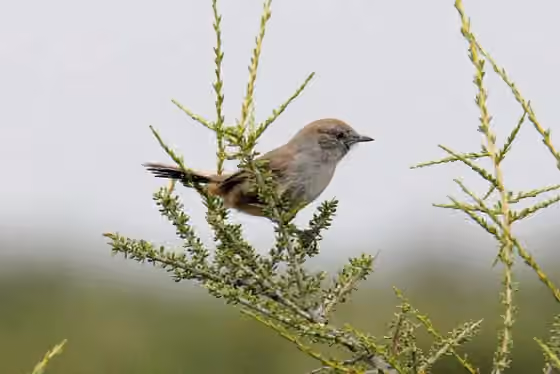 Dokumentasi Pseudasthenes patagonica