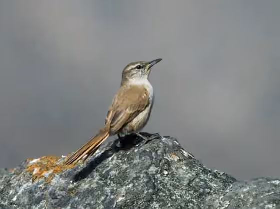Dokumentasi Pseudasthenes cactorum