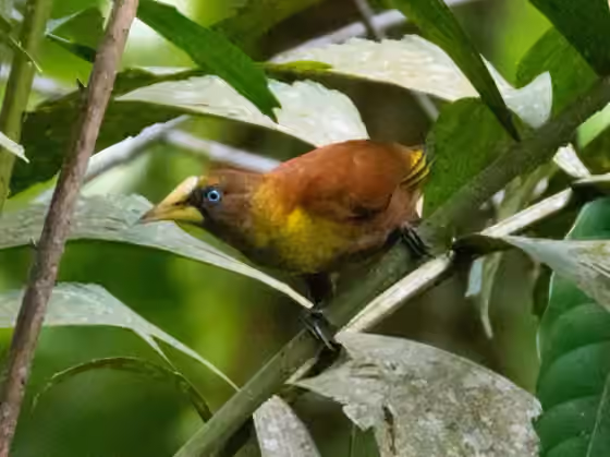Dokumentasi Cacicus oseryi