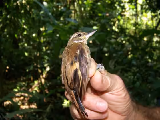Dokumentasi Xenops genibarbis