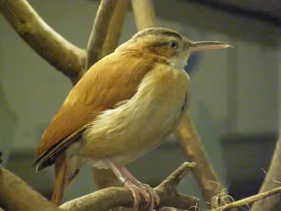 Dokumentasi Furnarius cinnamomeus