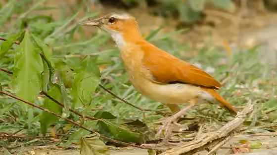 Dokumentasi Furnarius longirostris