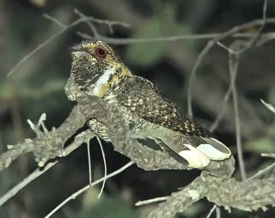 Dokumentasi Antrostomus arizonae