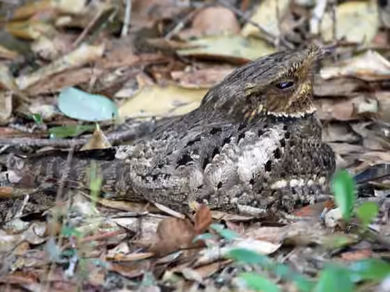 Dokumentasi Antrostomus carolinensis