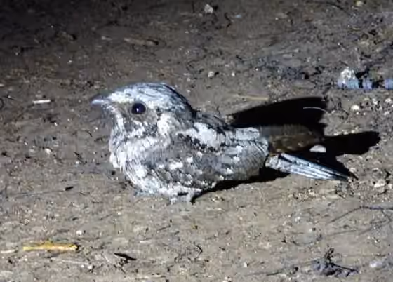 Dokumentasi Antrostomus cubanensis