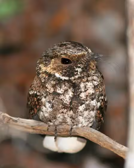 Dokumentasi Antrostomus noctitherus
