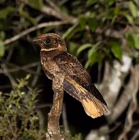 Dokumentasi Antrostomus rufus