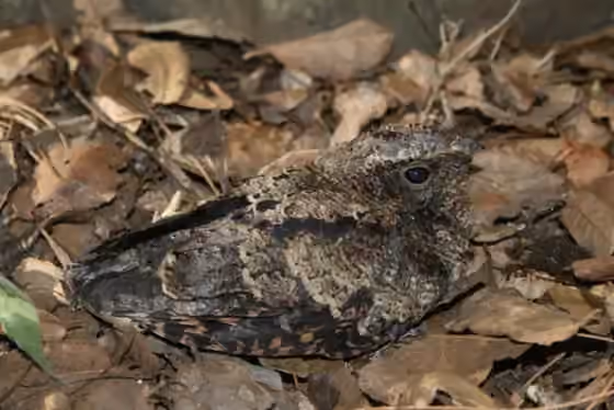 Dokumentasi Antrostomus salvini