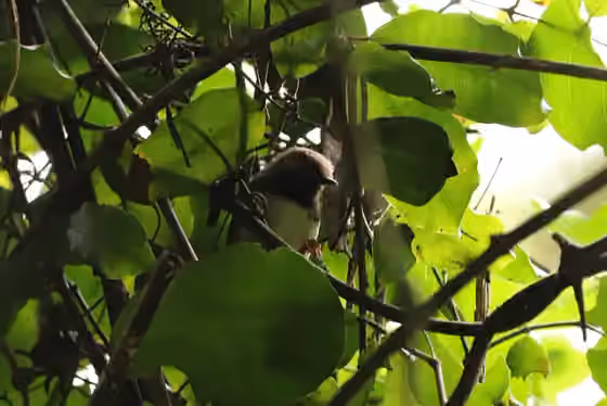 Dokumentasi Apalis fuscigularis
