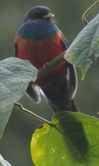 Dokumentasi Apaloderma vittatum