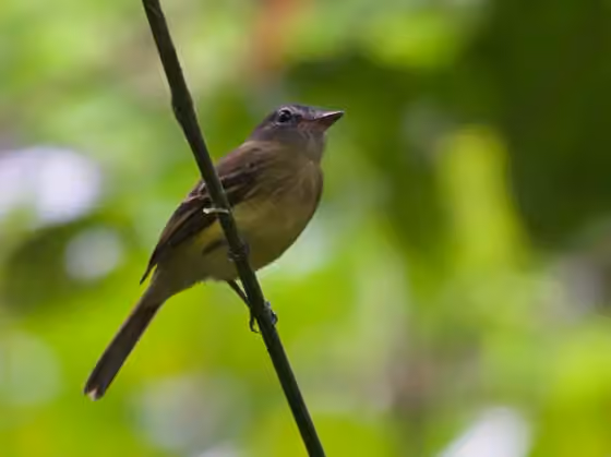 Dokumentasi Aphanotriccus audax
