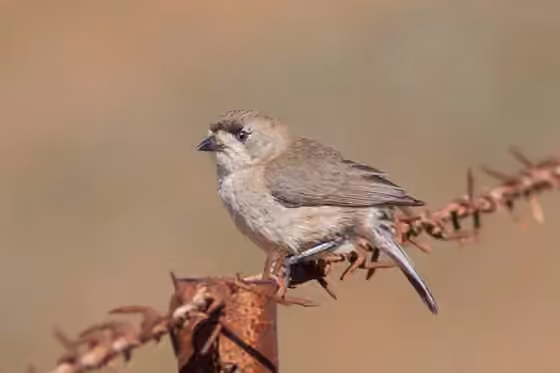 Dokumentasi Aphelocephala leucopsis