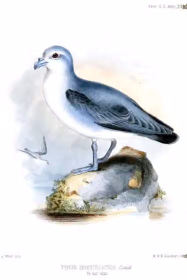 Ilustrasi Aphrodroma brevirostris