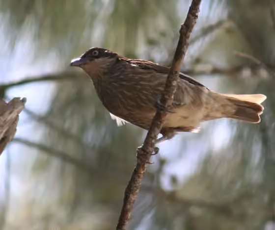 Dokumentasi Aplonis tabuensis