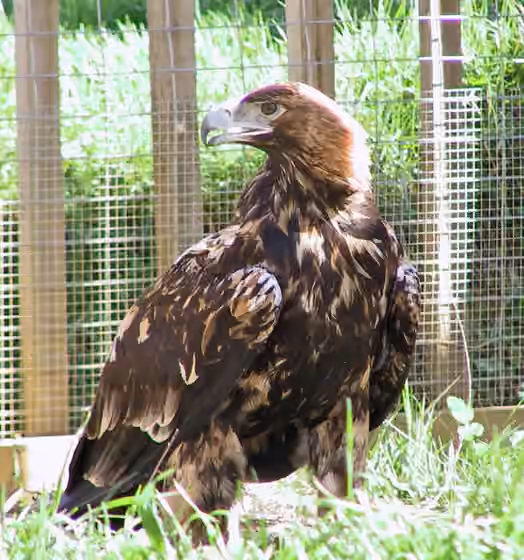 Dokumentasi Aquila adalberti