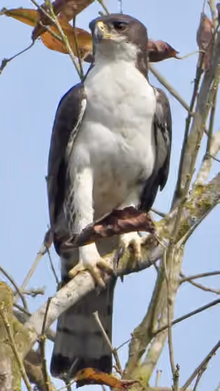 Dokumentasi Aquila africana