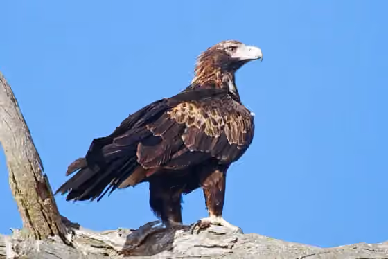 Dokumentasi Aquila audax