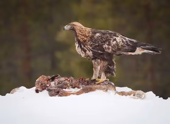 Dokumentasi Aquila chrysaetos