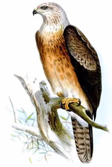 Ilustrasi Aquila gurneyi