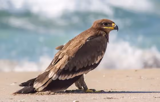 Dokumentasi Aquila nipalensis