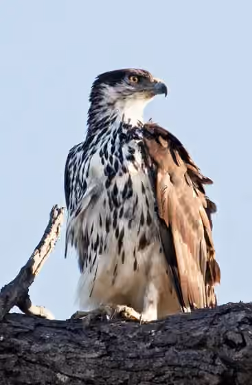 Dokumentasi Aquila spilogaster