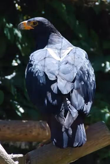 Dokumentasi Aquila verreauxii