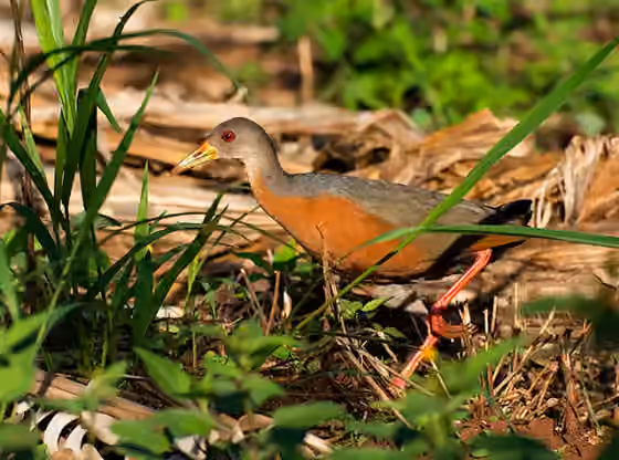 Dokumentasi Aramides mangle