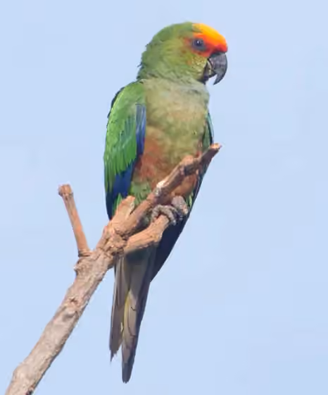 Dokumentasi Aratinga auricapillus